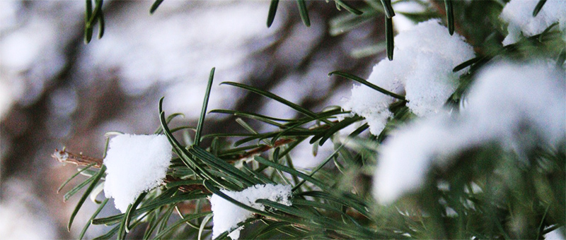 Snow-Pine-Tree