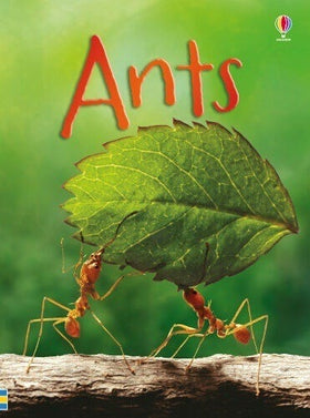 Ants (Clearance)