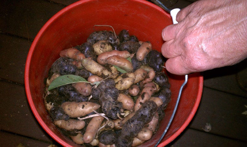 potato harvest from my garden